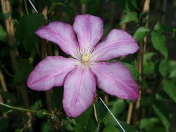 Clematis `Betty Risdon` - Neuheit!, 60-100 cm, Clematis `Betty Risdon`