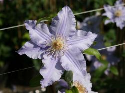 Clematis 'Angelique' TM Evipo 017 (N) - Neuheit' - Clematis 'Angelique' TM Evipo 017 (N)