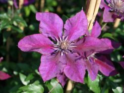 Clematis `Picardy` TM Evipo 024 (N) - Neuheit!, 60-100 cm, Containerware