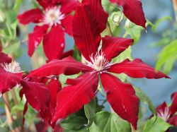 Clematis `Rebecca` TM Evipo 016 (N) - Neuheit!, 60-100 cm, Containerware