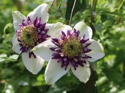 Clematis 'Viennetta' TM Evipo 006 (N) - Clematis florida 'Viennetta' TM Evipo 006 (N)