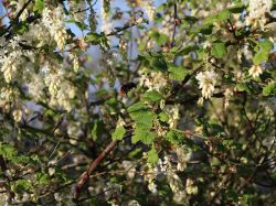 Blutjohannisbeere 'White Icicle' -Neu- - Ribes sanguineum 'White Icicle'