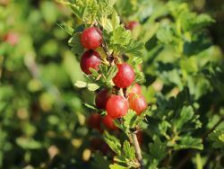 Stachellarme Stachelbeere `Larell`, Ribes uva-crispa `Larell`