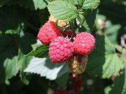 Himbeere `Aroma Queen` - Neuheit!, 40-60 cm, Rubus idaeus `Aroma Queen`