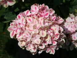 Bauernhortensie 'Camilla' - Hydrangea macrophylla 'Camilla'