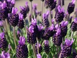 Schopf Lavendel - Lavandula stoechas 'Silver Summer'