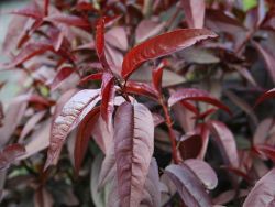 Rotlaubiger Pfirsich `Nigra`, Stamm 40-60 cm, 120-160 cm, Prunus persica `Nigra`