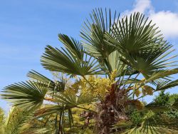 Winterharte Palme / Wangers Palme, Stamm 80-100 cm, 140-150 cm, Containerware Winterharte Palme / Wangers Palme, Stamm 80-100 cm, 140-150 cm, Containerware