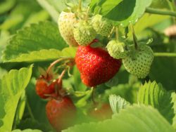 Erdbeere `Honeoye`, Fragaria `Honeoye`