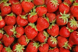 Erdbeere `Dar Royal` ®, Fragaria `Dar Royal` ® Erdbeere `Dar Royal` ®, Fragaria `Dar Royal` ®
