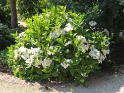 Tellerhortensie / Gartenhortensie 'Lanarth White' - Hydrangea macrophylla 'Lanarth White'
