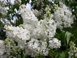 Edelflieder `Mme Lemoine`, 80-100 cm, Syringa vulgaris `Mme Lemoine`