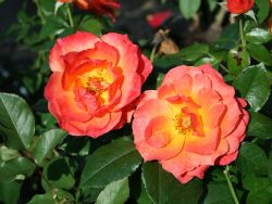 Beetrose `Livin Easy`, Rosa `Livin Easy`, Containerware
