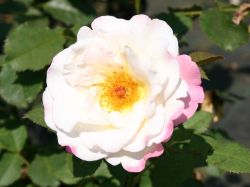 Guillot Rose `Aurore de Jacques-Marie` ®, Rosa `Aurore de Jacques-Marie` ®