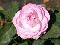 Guillot Rose `Florence Delattre` ®, Rosa `Florence Delattre` ®, Wurzelware