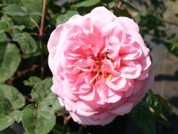 Guillot Rose `Veronique B.` �, Rosa `V�ronique B.` �, Containerware