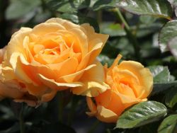 Beetrose `Amber Queen`  ®, Rosa `Amber Queen`  ®