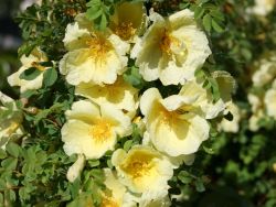 Parkrose 'Hugonis' - Rosa 'Hugonis'