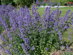 Garten-Katzenminze, Nepeta x faassenii, Topfballen