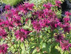 Garten Indianernessel - Monarda fistulosa 'Purple Ann'