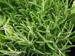 Rosmarin `Blue Winter`, Rosmarinus officinalis `Blue Winter`, Topfballen