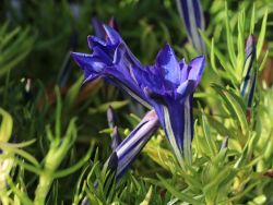 Herbstenzian - Gentiana sino-ornata