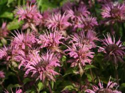 Garten Indianernessel - Monarda fistulosa 'Rosanne'