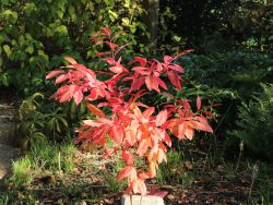 Sauerbaum - Oxydendron arboreum