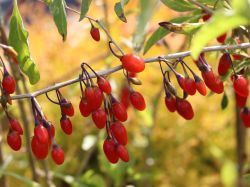 Bocksdorn, Teufelszwirn, - Lycium barbarum