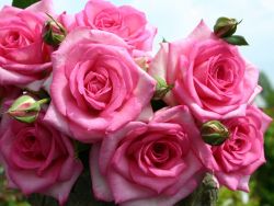 Edelrose 'Beverly' � - Rosa 'Beverly' �