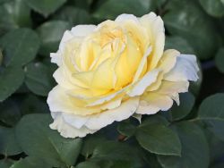 Edelrose 'La Perla' � - Rosa 'La Perla' �