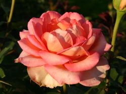 Edelrose 'Fantasia Mondiale' � - Rosa 'Fantasia Mondiale' �