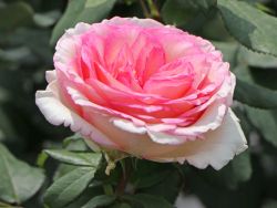 Edelrose 'Souvenir de Baden-Baden' � - Rosa 'Souvenir de Baden-Baden' �