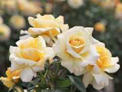 Edelrose 'Sunny Sky' � - Rosa 'Sunny Sky' �
