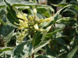 Amerikanische Weigelie 'Cool Splash' - Diervilla sessilifolia 'Cool Splash'