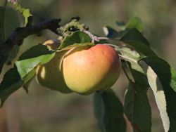 Winterapfel `Horneburger Pfannkuchenapfel`, Stamm 40-60 cm, 120-160 cm