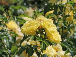 Beetrose/Bodendeckerrose 'Solero' � - Rosa 'Solero' �