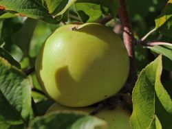 Winterapfel `Türkenapfel`, auch `Türkenkalvill`