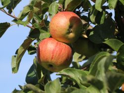 Sommerapfel `Zimtapfel`, Malus `Zimtapfel`