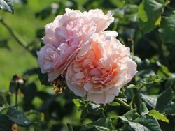 Strauchrose 'Eifelzauber' � - Rosa 'Eifelzauber' �