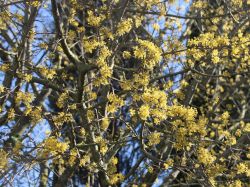 Kornelkirsche 'Jolico' - Cornus mas 'Jolico'