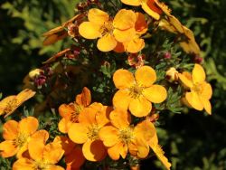 Fingerstrauch 'Orangeschimmer' -Neuheit- - Potentilla fruticosa 'Orangeschimmer'