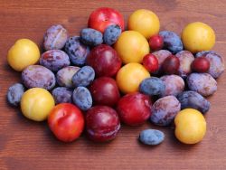 Familienbaum - drei verschiedene Sorten, wie z.B. 'Zwetsche, Mirabelle, Pflaume' - Prunus - drei verschiedene Sorten, wie z.B. 'Zwetsche, Mirabelle, Pflaume'