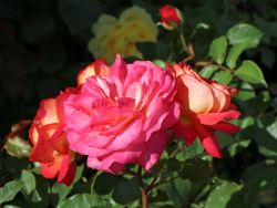 Beetrose 'Midsummer' � - Rosa 'Midsummer' �