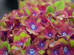 Hortensie 'Schloss Wackerbarth' SAXON � - Hydrangea 'Schloss Wackerbarth' SAXON �