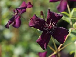 Clematis 'Dark Eyes' - Clematis viticella 'Dark Eyes'
