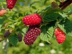 Brombeere 'Buckingham Tayberry' � - Rubus 'Buckingham Tayberry' �