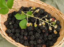 Brombeere Lubera � 'Choctaw' - Rubus Lubera � 'Choctaw'