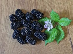 Brombeere Lubera � 'Kiowa' - Rubus Lubera � 'Kiowa'