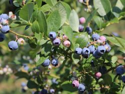Heidelbeere 'Poppins' � - Vaccinium corymb. 'Poppins' �